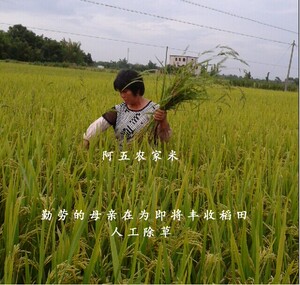 开平雕楼之乡农家自种新收大米 特色煲仔饭现碾现卖小孩老人爱吃