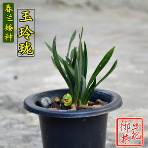 春兰精品矮种玉玲珑兰花苗花卉室内盆景绿植盆栽花季带花苞包邮