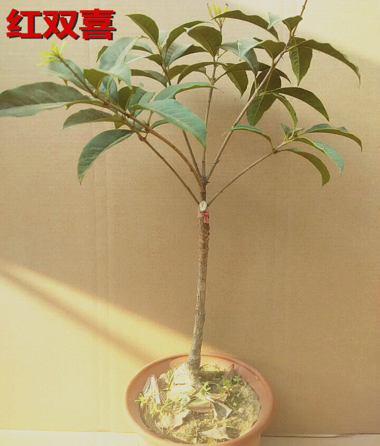 桂花树 红双喜桂花 桂花树苗