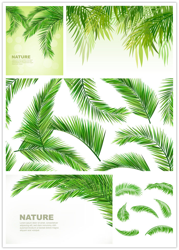 矢量设计素材 棕榈树叶图案 eps格式