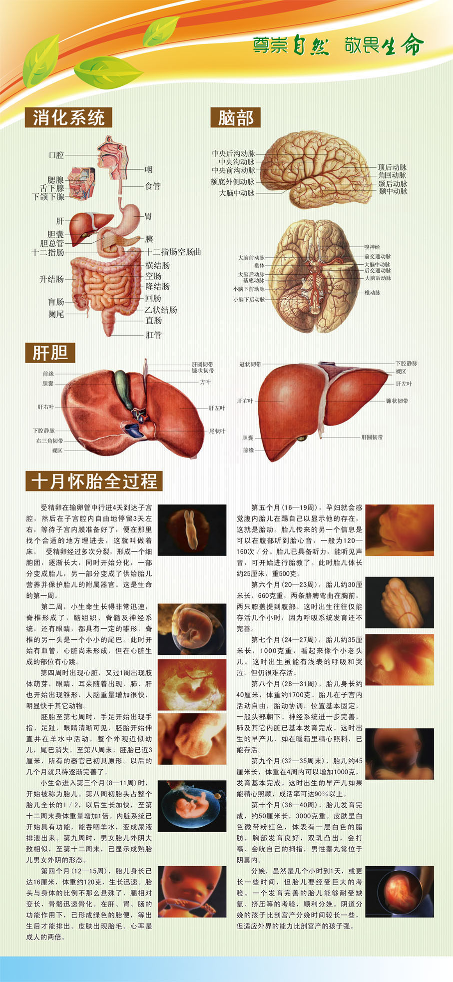 729海报印制写真喷绘260医院人体器官知识图尊崇自然 敬畏生命b