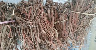 白花丹参野生整棵丹参真正山上采白花丹参中药材白花丹参