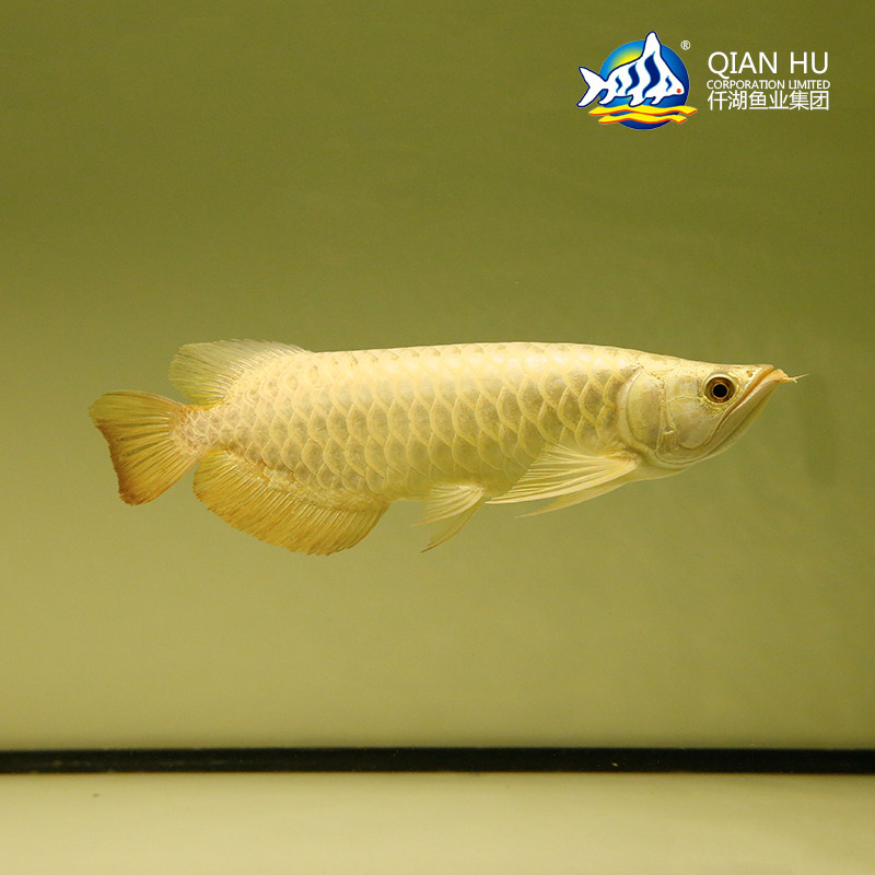 仟湖鱼场 新加坡金龙鱼20公分 金头过背金龙鱼 活体 观赏鱼热带鱼