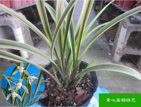 清仓价兰花建兰四季兰素心名品，花艺双全,花香,天花板级线艺白廉