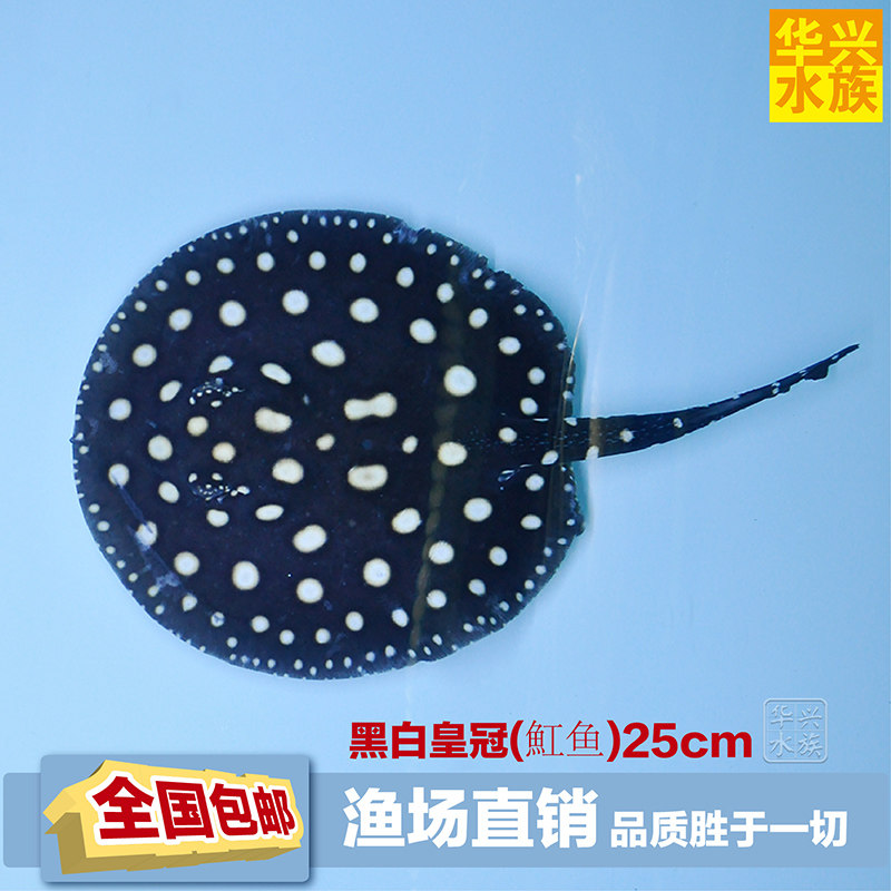 皇冠黑白魟鱼热带鱼 活体观赏鱼进口高品质黑白魟鱼批发包活包邮