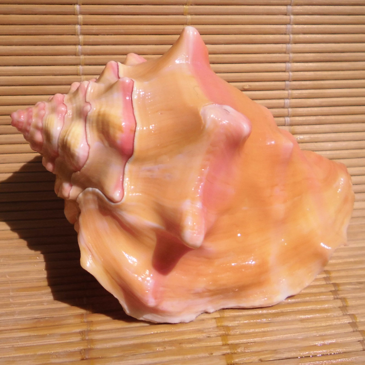 天然大海螺贝壳胭脂螺 家居橱窗摆件 鱼缸水族造景装饰 恋人礼物