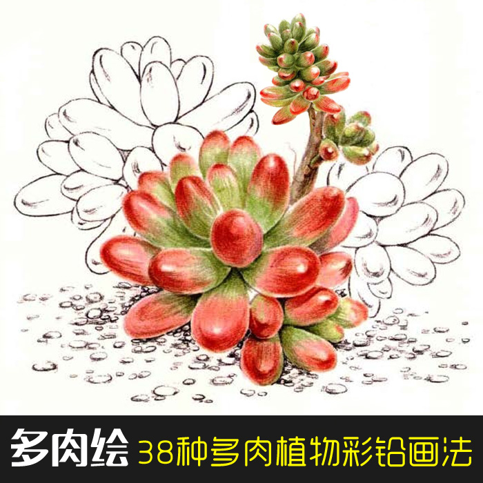 彩铅手绘多肉植物色铅笔图绘美术素描水彩画素材绘画速写技法教程 领券立减元到手价2元1人已购买 神经大爆炸 手机版