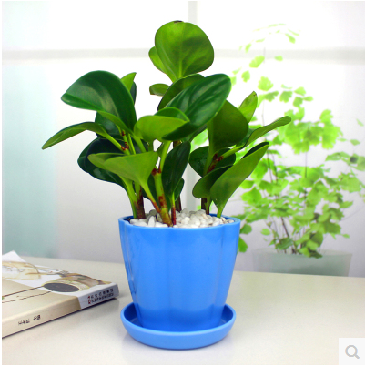 青叶碧玉室内盆栽绿色植物绿植