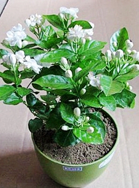 茉莉花盆栽当年开花白色国花茉莉花室内芳香花卉清新宜人茉莉花