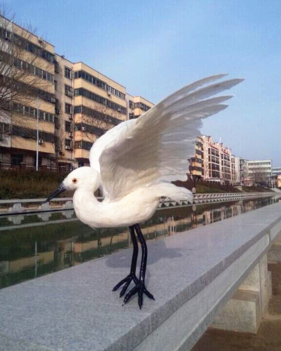 定做各种动物模型 仿真白鹭 摄影道具 教科认知 仿真鸟 济南市鸟