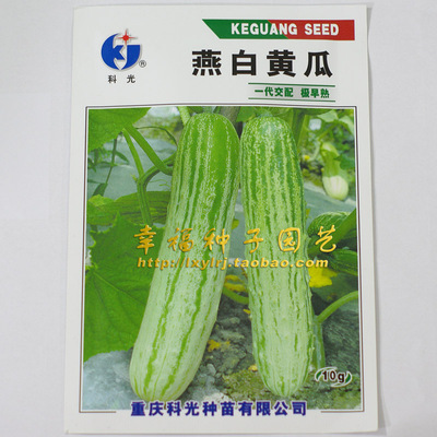 极早熟产量超高口感好燕白黄瓜