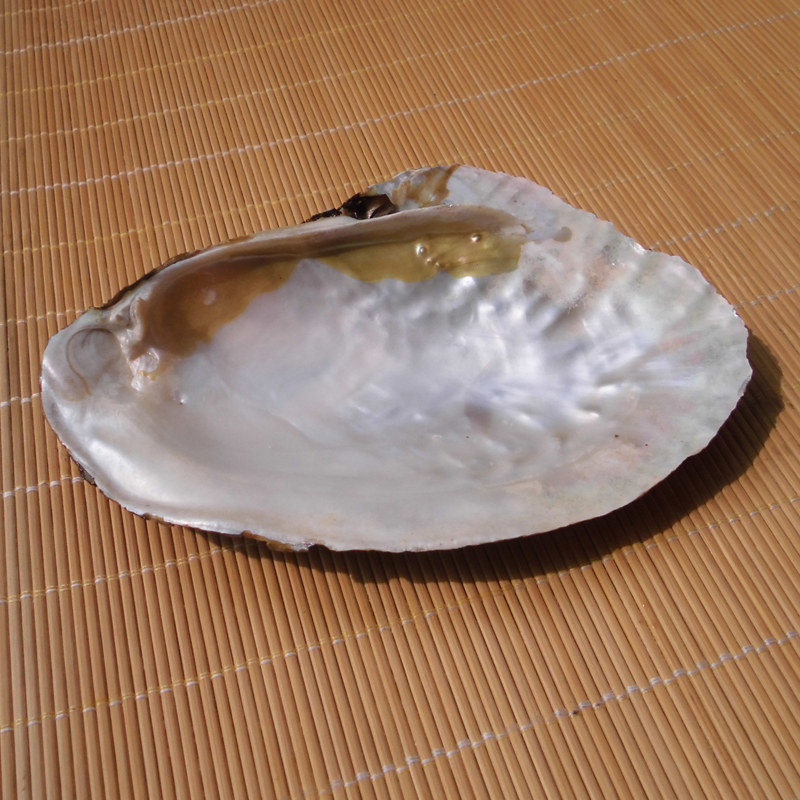 天然海螺贝壳珍珠贝 大蚌壳 大蛤 教学用具 创意香皂盒烟缸盆栽