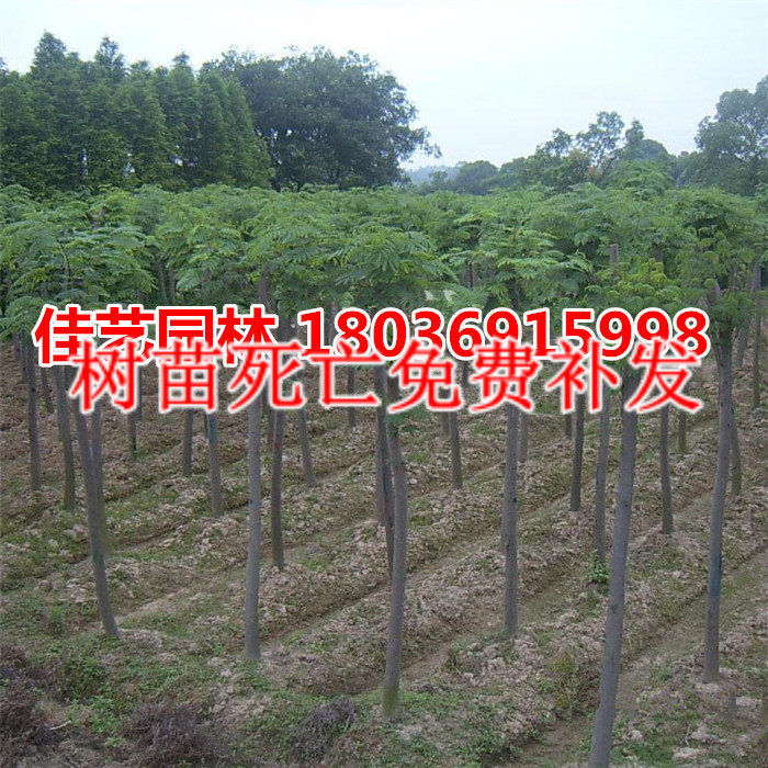 合欢树苗绒花树幸福之树小区庭院