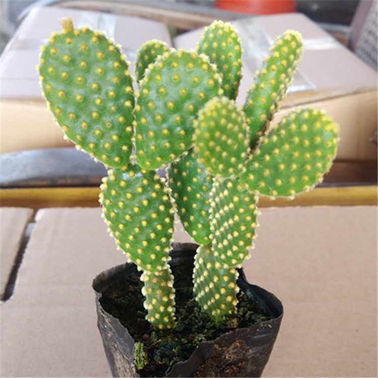 Cactus[Orang palm Rattus palm]Succulent plants Office Radiation Small potted plant full 28in the Flower delivery/Flowers simulation/Plants gardening , Flowers/Potted plants (New) , Succulents  category - from Buy2taobao.com to provide professional Taobao agent buy service