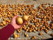 低价天然葫芦居家饭店学校装 饰孩子玩具学生绘画雕刻DIY创作摆摊