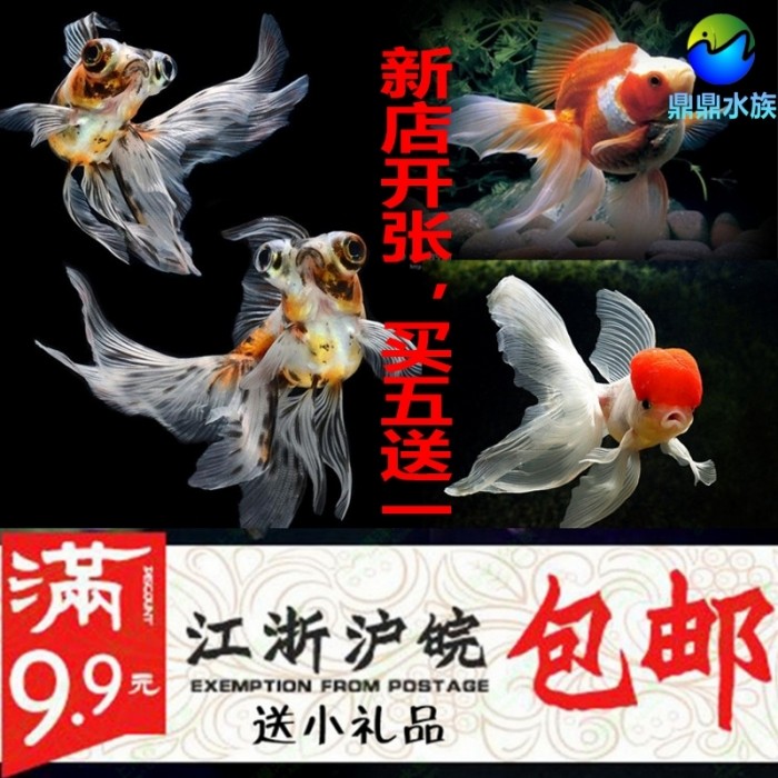 国粹金鱼冷水观赏鱼兰寿虎头蝶尾鹤顶红珍珠琉金虎头锦鲤活体鱼苗