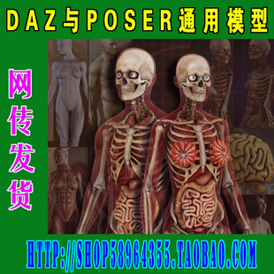 DAZ与Poser模型——V4、M4基础+解剖模型套装(3M-104)