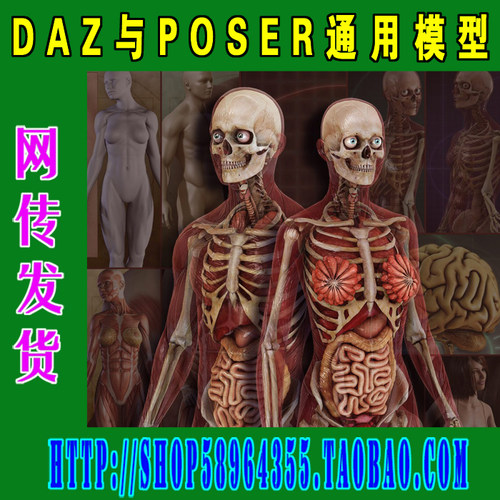 DAZ与Poser模型——V4、M4基础+解剖模型套装(3M-104)
