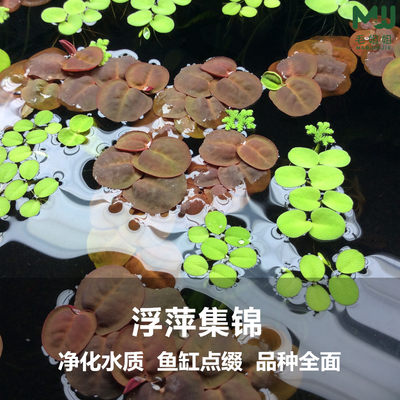 迷你对叶水草种子幸运草爱情草迷你大对叶矮牛毛插叉柱花天胡荽 小寒水族水草批发 淘优券