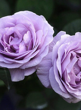 扦插苗藤本月季蓝色阴雨月季花苗大型灌木紫色藤本月季微香小苗