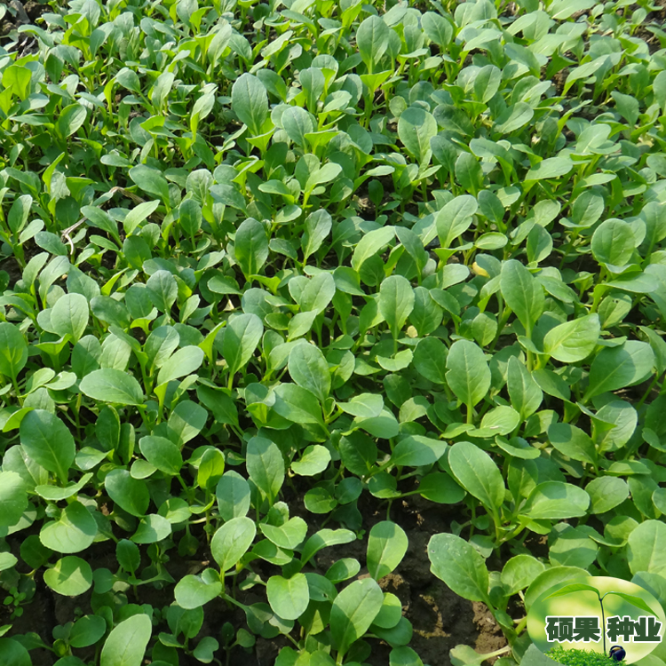 种子耐热四季栽培发芽鸡毛菜