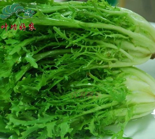 特新鲜蔬菜苦菊 苦苣菜苦叶狗牙生菜沙拉菜西餐配料 沙拉生菜250g - 封面