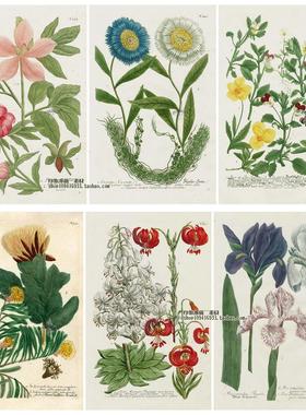 设计素材 Johann Weinmann 18世纪复古花卉W植物手绘绘画 177P