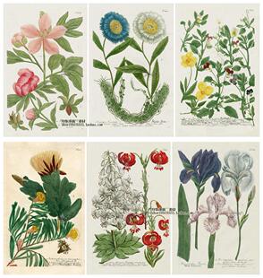 设计素材 Johann Weinmann 18世纪复古花卉W植物手绘绘画 177P