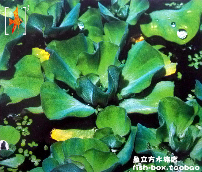 大浮萍 水美人草 除油膜除氨净化水质 浮性水草 水芙蓉