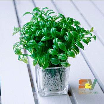 s&y迷你仿真绿植办公室豆芽菜豆苗玻璃杯室内装饰花艺花卉小清新
