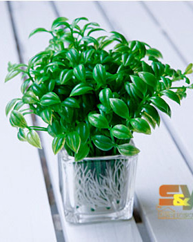 室内装饰仿真绿植豆芽菜小清新