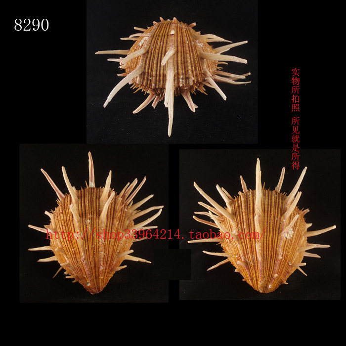 双壳纲（一物一图）15CM 莺王海菊蛤 色彩 家居装饰8290