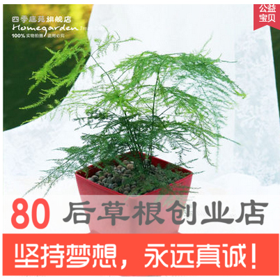 绿植桌面文竹小盆栽观叶植物新品