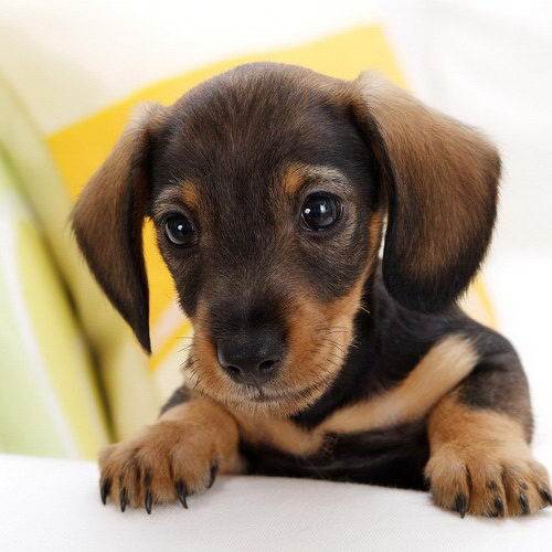 摄影素材图库 桌面壁纸(动物系列) 图片 1600*1200 178p