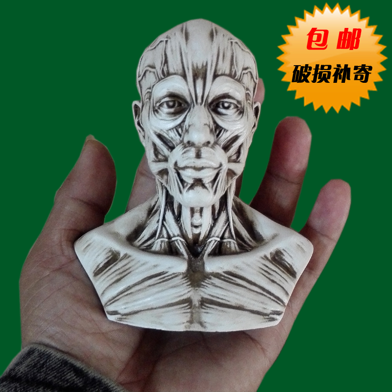 1:3静物绘画参考头骨模型 美术半身像摆件造景 艺用人体肌肉头雕