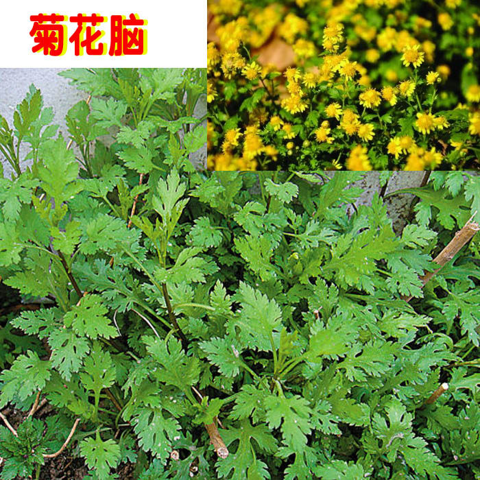阳台植物庭院种植香菊花脑种子野菊花菊花朵泡茶喝做蛋汤带根种苗