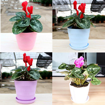绿植仙客来芳香观花原土发货盆栽