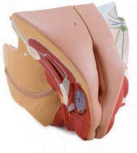 女性生殖器官解剖模型 计划生育用品