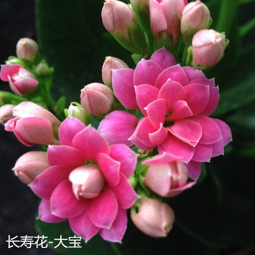 长寿花盆栽室内阳台花期久耐养