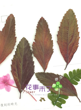 植物标本植物标本树叶