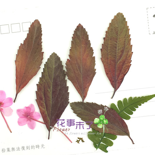 植物标本植物标本树叶