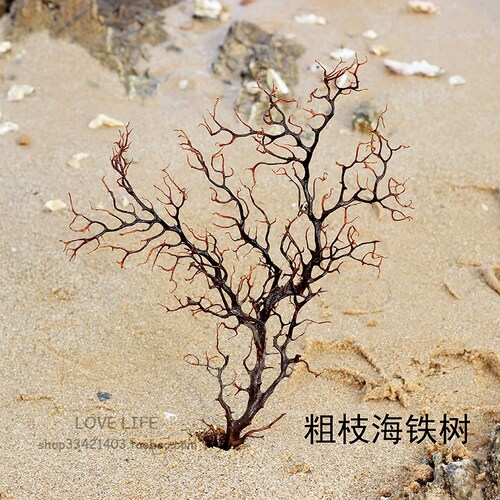 天然海铁树装裱画摆件热卖