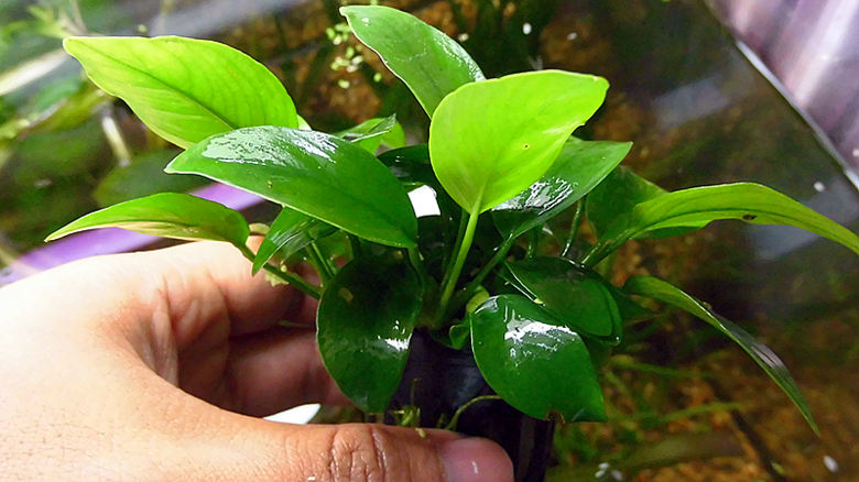 小水榕大榕阴性水草新手水草好养