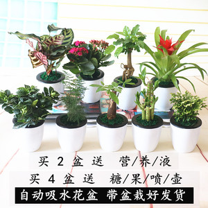 室内桌面绿植发财树荷花竹栀子长寿花文竹懒人水培带盆栽好养花卉
