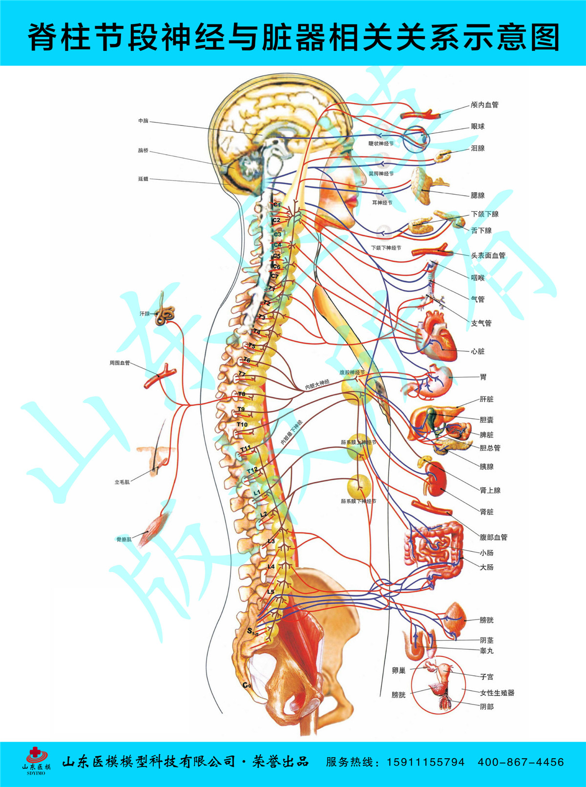 医学挂图 脊柱相关疾病示意图 脊柱节段神经与脏器相关关系