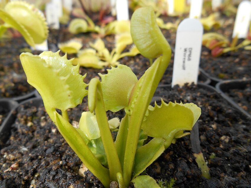 食虫植物-狼人捕蝇草【小苗 包邮】