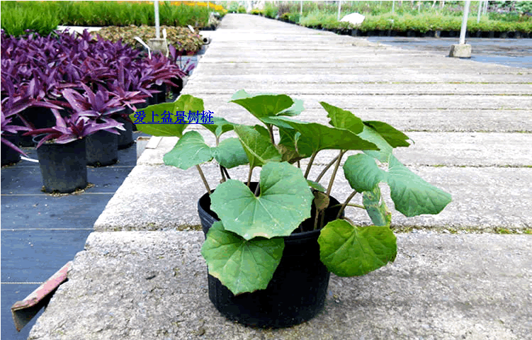 大吳風草根塊活血蓮壹葉蓮大馬蹄中草藥盆景盆栽植物中藥材苗種植在類目 鮮花速遞/花卉仿真/綠植園藝, 花卉/綠植盆栽（新）, 綠植中 - 來自Buy2taobao.com提供專業的淘寶代購服務