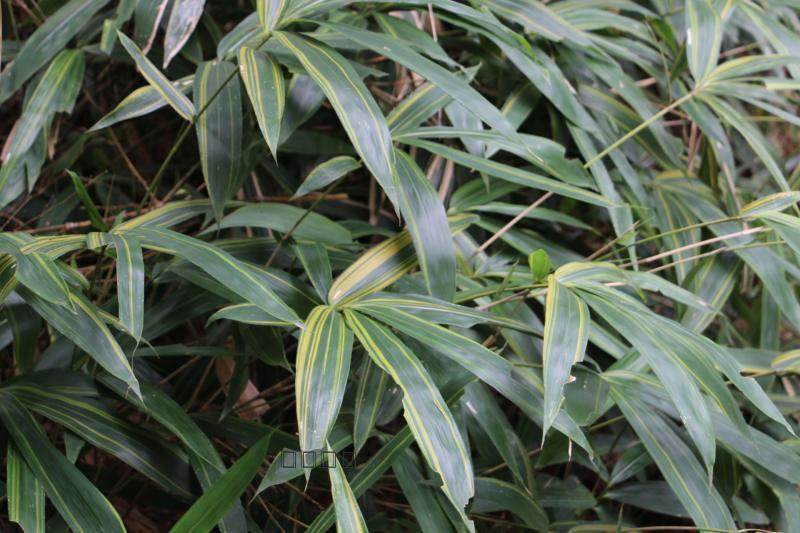 黄条金刚竹 竹苗 观赏竹 庭院绿化植物  地被竹