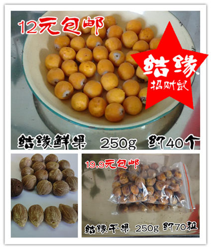 批发通货天然三眼结缘佛珠紫金鼠
