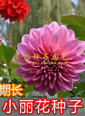 盆栽矮生小理花卉种子